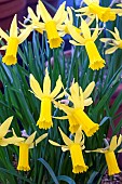 NARCISSUS ENGLANDER
