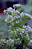 COCHLEARIA DANICA