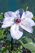 CLEMATIS MISS BATEMAN