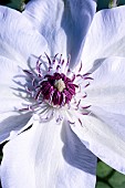 CLEMATIS MISS BATEMAN