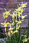 NARCISSUS TRINDRUS HAWARA