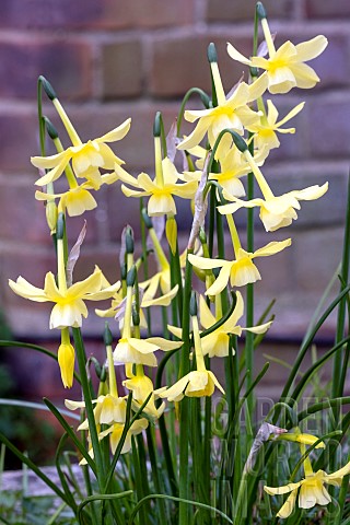 NARCISSUS_TRINDRUS_HAWARA