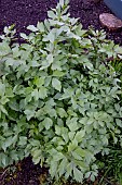 LOVAGE LEVISTICUM OFFICINALIS