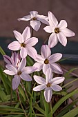 IPHEION UNIFLORUM MISS HANNAH