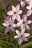 IPHEION UNIFLORUM MISS HANNAH