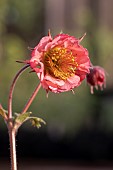 GEUM BELL BANK