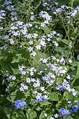 BRUNNERA MACROPHYLLA BETTY BOWRING