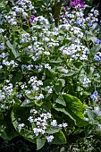 BRUNNERA MACROPHYLLA BETTY BOWRING