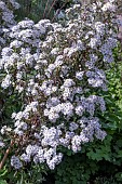 OLEARIA X SCILLONENSIS