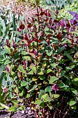 HYPERICUM ANDROSAEMUM ALDBURY PURPLE