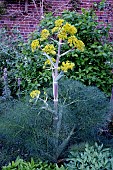 FERULA COMMUNIS