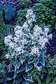 LUNARIA ANNUA ALBO VARIEGATED