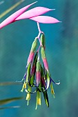 BILBERGIA NUTANS