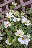 CLEMATIS GUERNSEY;CREAM