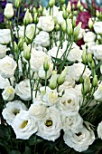 LISIANTHUS RUSSELLIANUM CROMA WHITE  (EUSTOMA)