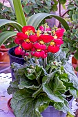 CALCEOLARIA CALYNOPSIS ORANGE WITH RED