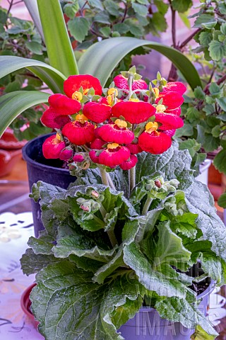 CALCEOLARIA_CALYNOPSIS_ORANGE_WITH_RED
