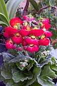 CALCEOLARIA CALYNOPSIS ORANGE WITH RED