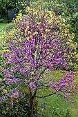 CERCIS SILIQUASTRUM BODNANT