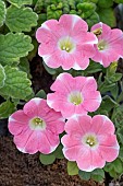 PETUNIA HEART BEAT