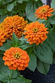 ZINNIA F1 ZESTY ORANGE
