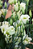 LISIANTHUS RUSSELLIANUM PICCOLO  (EUSTOMA)