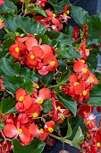 BEGONIA HULA RED