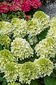 HYDRAGEA SKYFALL