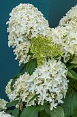 HYDRANGEA SKYFALL