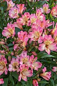 ALSTROEMERIA SUMMER PARADISE SUMMER BREEZE
