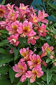 ALSTROEMERIA SUMMER PARADISE SUMMER ROSE