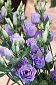 LISIANTHUS RUSSELLIANUM CROMA LAVENDER (EUSTOMA)