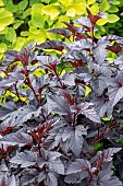 PHYSOCARPUS PANTHER