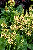 VERBASCUM DARK EYES