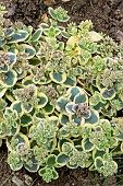 SEDUM SUNSPARKLER (R) LIME TWISTER