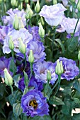 LISIANTHUS RUSSELLIANUM CEREMONY BLUE FLASH (EUSTOMA)