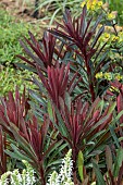 EUPHORBIA MINERS MERLOT
