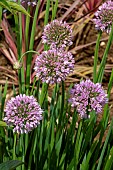 ALLIUM BUBBLE BATH