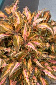 COLEUS CORAL CANDY