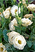 LISIANTHUS RUSSELLIANUM ARENA GOLD  (EUSTOMA)