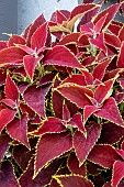 COLEUS RUBY HEART