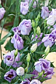 LISIANTHUS RUSSELLIANUM CARICE LAVENDER (EUSTOMA)