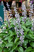 SALVIA MYSTIC SPIRE