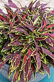 COLEUS SPITFIRE