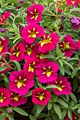 CALLIBRACHOA CABERET (R) SPECIAL BUMBLE BEE  RED