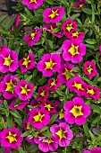 CALLIBRACHOA CABERET (R) SPEICIAL BEE ROSE
