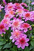 DAHLIA DALINA (R) MAXI STARBURST PINK