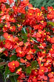 BEGONIA HULA RED