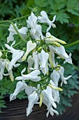 DICENTRA AMORE TITANIUM