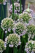 ALLIUM BUBBLE BATH